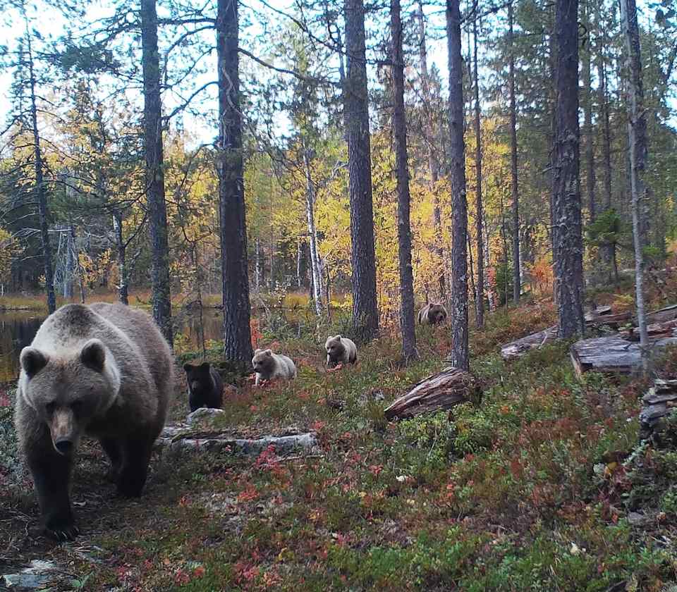Bewakingscamera legt beren vast die naar winterverblijf gaan