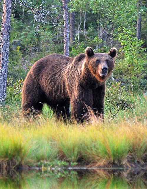 Grote carnivoren in Finland 2 bruine beer