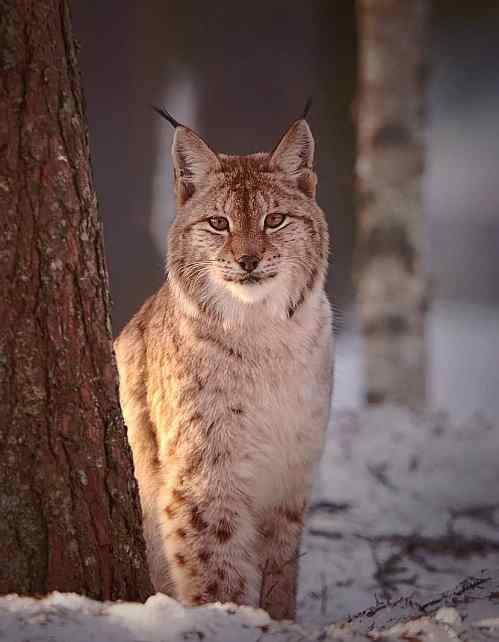 Grote carnivoren in Finland 2 lynx